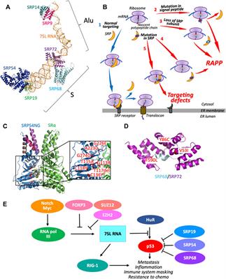 Signal Recognition Particle in Human Diseases